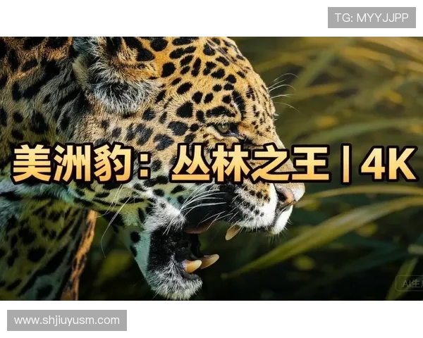 山狮与美洲豹的力量较量谁才是丛林之王的真正代表